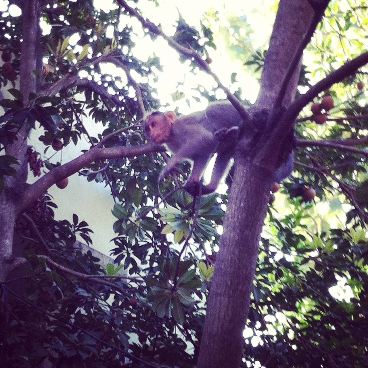 Macacos selvagens que vivem nas árvores da cidade